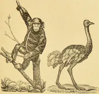 Picture 71 of 220 from Nature's revelations of character, or, The mental, moral and volitive dispositions of mankind, as manifested in the human form and countenance / by Joseph Simms. (1873), leaf 209