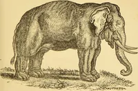 Picture 72 of 220 from Nature's revelations of character, or, The mental, moral and volitive dispositions of mankind, as manifested in the human form and countenance / by Joseph Simms. (1873), leaf 209