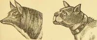 An illustration from Nature's revelations of character, or, The mental, moral and volitive dispositions of mankind, as manifested in the human form and countenance / by Joseph Simms. (1873)