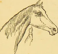 An illustration from Nature's revelations of character, or, The mental, moral and volitive dispositions of mankind, as manifested in the human form and countenance / by Joseph Simms. (1873)