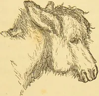 An illustration from Nature's revelations of character, or, The mental, moral and volitive dispositions of mankind, as manifested in the human form and countenance / by Joseph Simms. (1873)