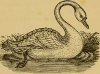 Picture 124 of 220 from Nature's revelations of character, or, The mental, moral and volitive dispositions of mankind, as manifested in the human form and countenance / by Joseph Simms. (1873), leaf 268