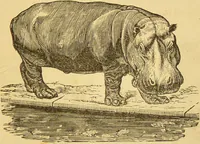 Picture 125 of 220 from Nature's revelations of character, or, The mental, moral and volitive dispositions of mankind, as manifested in the human form and countenance / by Joseph Simms. (1873), leaf 269