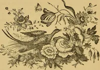 Picture 145 of 220 from Nature's revelations of character, or, The mental, moral and volitive dispositions of mankind, as manifested in the human form and countenance / by Joseph Simms. (1873), leaf 322
