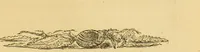 Picture 186 of 220 from Nature's revelations of character, or, The mental, moral and volitive dispositions of mankind, as manifested in the human form and countenance / by Joseph Simms. (1873), leaf 489
