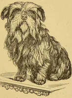 Picture 188 of 220 from Nature's revelations of character, or, The mental, moral and volitive dispositions of mankind, as manifested in the human form and countenance / by Joseph Simms. (1873), leaf 509