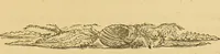 Picture 191 of 220 from Nature's revelations of character, or, The mental, moral and volitive dispositions of mankind, as manifested in the human form and countenance / by Joseph Simms. (1873), leaf 525