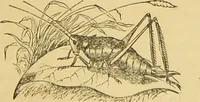 Picture 215 of 220 from Nature's revelations of character, or, The mental, moral and volitive dispositions of mankind, as manifested in the human form and countenance / by Joseph Simms. (1873), leaf 573