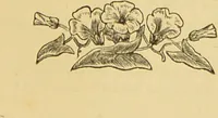 Picture 217 of 220 from Nature's revelations of character, or, The mental, moral and volitive dispositions of mankind, as manifested in the human form and countenance / by Joseph Simms. (1873), leaf 581
