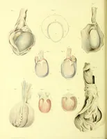 An illustration from Observations on the structure and diseases of the testis / by Sir Astley Cooper. (1830)