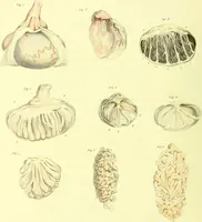 An illustration from Observations on the structure and diseases of the testis / by Sir Astley Cooper. (1830)
