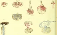 An illustration from Observations on the structure and diseases of the testis / by Sir Astley Cooper. (1830)