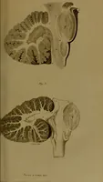 An illustration from Observations on the structure of the brain : comprising an estimate of the claims of Drs. Gall and Spurzheim to discovery in the anatomy of that organ / by John Gordon. (1817)