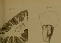 An illustration from Observations on the structure of the brain : comprising an estimate of the claims of Drs. Gall and Spurzheim to discovery in the anatomy of that organ / by John Gordon. (1817)
