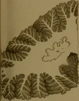 An illustration from Observations on the structure of the brain : comprising an estimate of the claims of Drs. Gall and Spurzheim to discovery in the anatomy of that organ / by John Gordon. (1817)
