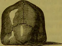 An illustration from On the functions of the cerebellum / by Drs. Gall, Vimont, and Broussais ; translated from the French by George Combe: also answers to the objections urged against phrenology by Drs. Roget, Rudolphi, Prichard, and Tiedemann; by George Combe and A. Combe. (1838)