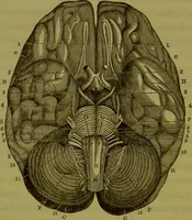 An illustration from On the functions of the cerebellum / by Drs. Gall, Vimont, and Broussais ; translated from the French by George Combe: also answers to the objections urged against phrenology by Drs. Roget, Rudolphi, Prichard, and Tiedemann; by George Combe and A. Combe. (1838)