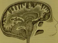 An illustration from On the functions of the cerebellum / by Drs. Gall, Vimont, and Broussais ; translated from the French by George Combe: also answers to the objections urged against phrenology by Drs. Roget, Rudolphi, Prichard, and Tiedemann; by George Combe and A. Combe. (1838)