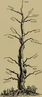 Picture 3 of 29 from Physiognomik und Mimik / von Paolo Mantegazza ; mit mehr als hundert original-zeichmungen von Hector und Edward Ximenes ; vom verfasser genehmigte übersetzung von R. Löwenfeld. (1890), leaf 150