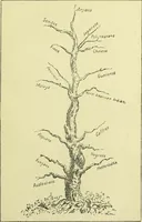 Picture 8 of 13 from Physiognomy and expression / by Paolo Mantegazza. (1890), leaf 329