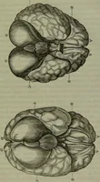 An illustration from Review of Morton's Crania Americana. (1840)