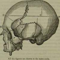 An illustration from Review of Morton's Crania Americana. (1840)