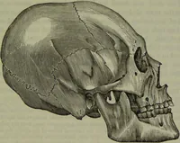 An illustration from Review of Morton's Crania Americana. (1840)