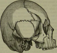 An illustration from Review of Morton's Crania Americana. (1840)