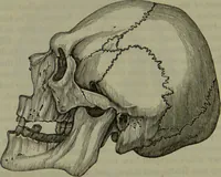 An illustration from Review of Morton's Crania Americana. (1840)