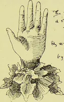 An illustration from The science of the hand, or, The art of recognising the tendencies of the human mind by the observation of the formations of the hands = la science de la main / translated from the French of C.S. D'Arpentigny and edited ... by Ed. Heron-Allen ; with original plates and explanatory diagrams by Rosamund Brunel Horsley. (1886)