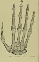 Picture 1 of 16 from The science of the hand, or, The art of recognising the tendencies of the human mind by the observation of the formations of the hands = la science de la main / translated from the French of C.S. D'Arpentigny and edited ... by Ed. Heron-Allen ; with original plates and explanatory diagrams by Rosamund Brunel Horsley. (1886), leaf 8
