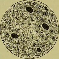 An illustration from The science of the hand, or, The art of recognising the tendencies of the human mind by the observation of the formations of the hands = la science de la main / translated from the French of C.S. D'Arpentigny and edited ... by Ed. Heron-Allen ; with original plates and explanatory diagrams by Rosamund Brunel Horsley. (1886)