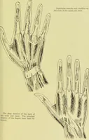 An illustration from The science of the hand, or, The art of recognising the tendencies of the human mind by the observation of the formations of the hands = la science de la main / translated from the French of C.S. D'Arpentigny and edited ... by Ed. Heron-Allen ; with original plates and explanatory diagrams by Rosamund Brunel Horsley. (1886)