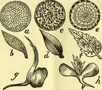 An illustration from A series of botanical tables, and tables of the materia medica, designed for the use of students preparing for examination at Apothecaries' Hall : illustrated with numerous engravings on wood, and four coloured medico-botanical maps of Europe, Asia, Africa, and America, showing the geographical situation of all the plants of the Pharmacopoeia / by W.K. Toase. (1835)