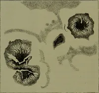 An illustration from Spectrum analysis in its application to terrestrial substances, and the physical constitution of the heavenly bodies / familiarly explained by H. Schellen ; translated from the second enlarged and revised German edition by Jane and Caroline Lassell ; edited with notes by William Huggins ; with numerous woodcuts and coloured plates, and Ångström's and Kirchhoff's maps. (1872)