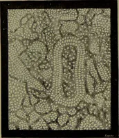 An illustration from Spectrum analysis in its application to terrestrial substances, and the physical constitution of the heavenly bodies / familiarly explained by H. Schellen ; translated from the second enlarged and revised German edition by Jane and Caroline Lassell ; edited with notes by William Huggins ; with numerous woodcuts and coloured plates, and Ångström's and Kirchhoff's maps. (1872)