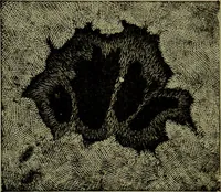 An illustration from Spectrum analysis in its application to terrestrial substances, and the physical constitution of the heavenly bodies / familiarly explained by H. Schellen ; translated from the second enlarged and revised German edition by Jane and Caroline Lassell ; edited with notes by William Huggins ; with numerous woodcuts and coloured plates, and Ångström's and Kirchhoff's maps. (1872)