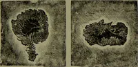 An illustration from Spectrum analysis in its application to terrestrial substances, and the physical constitution of the heavenly bodies / familiarly explained by H. Schellen ; translated from the second enlarged and revised German edition by Jane and Caroline Lassell ; edited with notes by William Huggins ; with numerous woodcuts and coloured plates, and Ångström's and Kirchhoff's maps. (1872)
