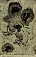 Picture 88 of 181 from Spectrum analysis in its application to terrestrial substances, and the physical constitution of the heavenly bodies / familiarly explained by H. Schellen ; translated from the second enlarged and revised German edition by Jane and Caroline Lassell ; edited with notes by William Huggins ; with numerous woodcuts and coloured plates, and Ångström's and Kirchhoff's maps. (1872), leaf 322