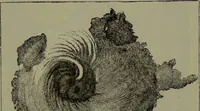 An illustration from Spectrum analysis in its application to terrestrial substances, and the physical constitution of the heavenly bodies / familiarly explained by H. Schellen ; translated from the second enlarged and revised German edition by Jane and Caroline Lassell ; edited with notes by William Huggins ; with numerous woodcuts and coloured plates, and Ångström's and Kirchhoff's maps. (1872)
