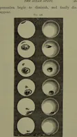 An illustration from Spectrum analysis in its application to terrestrial substances, and the physical constitution of the heavenly bodies / familiarly explained by H. Schellen ; translated from the second enlarged and revised German edition by Jane and Caroline Lassell ; edited with notes by William Huggins ; with numerous woodcuts and coloured plates, and Ångström's and Kirchhoff's maps. (1872)