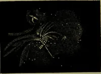 An illustration from Spectrum analysis in its application to terrestrial substances, and the physical constitution of the heavenly bodies / familiarly explained by H. Schellen ; translated from the second enlarged and revised German edition by Jane and Caroline Lassell ; edited with notes by William Huggins ; with numerous woodcuts and coloured plates, and Ångström's and Kirchhoff's maps. (1872)