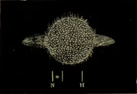 An illustration from Spectrum analysis in its application to terrestrial substances, and the physical constitution of the heavenly bodies / familiarly explained by H. Schellen ; translated from the second enlarged and revised German edition by Jane and Caroline Lassell ; edited with notes by William Huggins ; with numerous woodcuts and coloured plates, and Ångström's and Kirchhoff's maps. (1872)