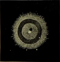 An illustration from Spectrum analysis in its application to terrestrial substances, and the physical constitution of the heavenly bodies / familiarly explained by H. Schellen ; translated from the second enlarged and revised German edition by Jane and Caroline Lassell ; edited with notes by William Huggins ; with numerous woodcuts and coloured plates, and Ångström's and Kirchhoff's maps. (1872)
