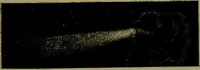 An illustration from Spectrum analysis in its application to terrestrial substances, and the physical constitution of the heavenly bodies / familiarly explained by H. Schellen ; translated from the second enlarged and revised German edition by Jane and Caroline Lassell ; edited with notes by William Huggins ; with numerous woodcuts and coloured plates, and Ångström's and Kirchhoff's maps. (1872)