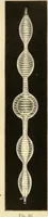Picture 26 of 72 from Spectrum analysis : six lectures, delivered in 1868, before the Society of Apothecaries of London / by Henry E. Roscoe ; with appendices, coloured plates, and illustrations. (1869), leaf 130