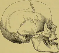 An illustration from Thesaurus craniorum : catalogue of the skulls of the various races of man, in the collection of Joseph Barnard Davis. (1867)