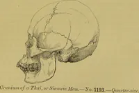 Picture 28 of 41 from Thesaurus craniorum : catalogue of the skulls of the various races of man, in the collection of Joseph Barnard Davis. (1867), leaf 197