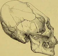 An illustration from Thesaurus craniorum : catalogue of the skulls of the various races of man, in the collection of Joseph Barnard Davis. (1867)