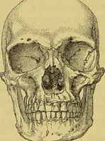 An illustration from Thesaurus craniorum : catalogue of the skulls of the various races of man, in the collection of Joseph Barnard Davis. (1867)